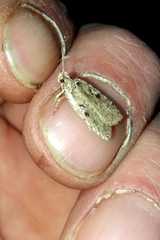Agonopterix ocellana