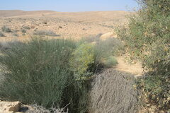 Achillea fragrantissima