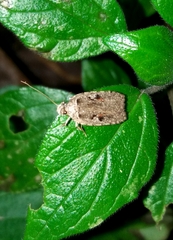 Agonopterix ocellana