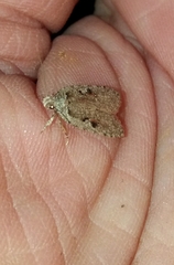 Agonopterix ocellana