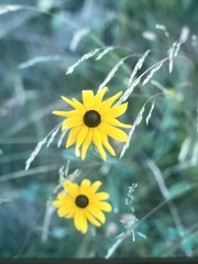 Rudbeckia hirta