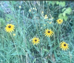 Rudbeckia hirta