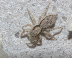 Menemerus bivittatus