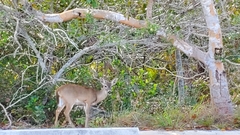Odocoileus virginianus clavium