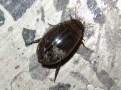 Hydaticus grammicus