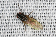 Poecilohetaerus aquilus