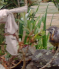 Anthochaera paradoxa