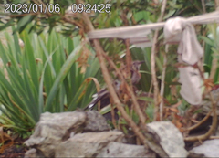 Anthochaera paradoxa