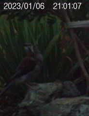 Anthochaera paradoxa