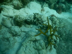 Acropora cervicornis