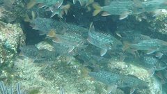 Neoniphon suborbitalis