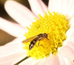 Platycheirus scutatus