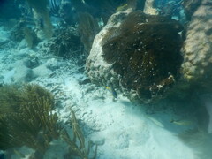 Holacanthus ciliaris