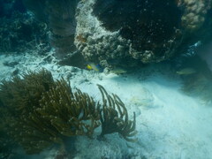 Holacanthus ciliaris