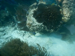 Holacanthus ciliaris