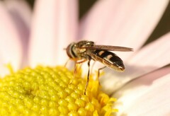 Platycheirus scutatus