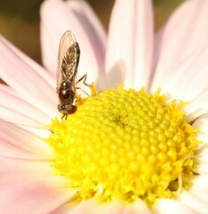 Platycheirus scutatus