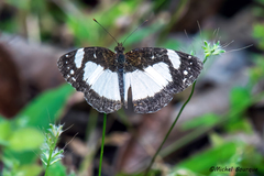 Janatella leucodesma