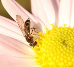 Platycheirus scutatus