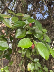 Elaeagnus pungens