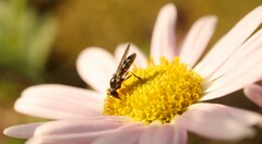 Platycheirus scutatus