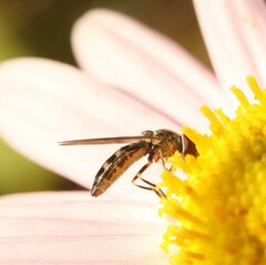 Platycheirus scutatus