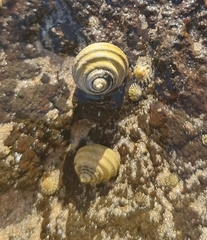 Austrocochlea constricta