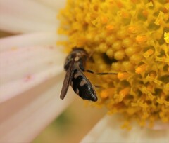 Platycheirus scutatus