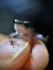 Eleutherodactylus leprus