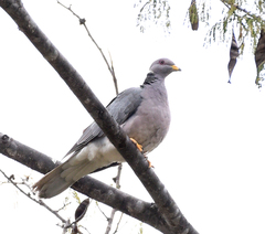 Patagioenas fasciata vioscae