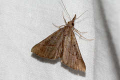 Hypena obacerralis