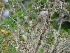 Aphrastura spinicauda