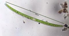 Closterium directum