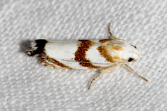 Chezala brachypepla