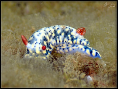 Hypselodoris infucata