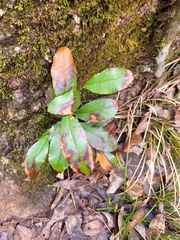 Pseudocercospora