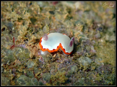 Goniobranchus rubrocornutus