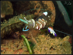 Ancylomenes magnificus