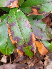 Pseudocercospora