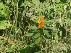Danaus plexippus