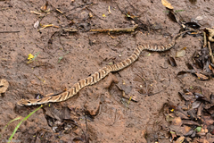 Neuwied's False Fer-De-Lance photo 3