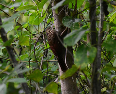 Xiphorhynchus flavigaster