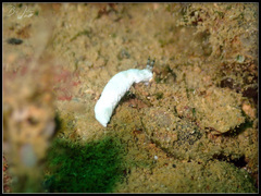 Dermatobranchus semistriatus