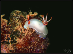 Hypselodoris bullockii