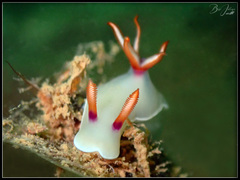Hypselodoris bullockii