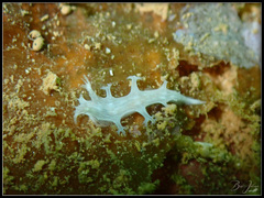 Tritoniopsis elegans