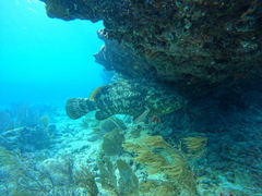 Epinephelus itajara