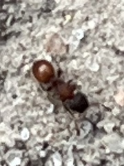 Meranoplus