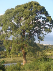 Eysenhardtia polystachya