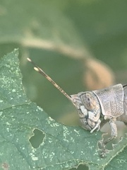 Proctolabinae